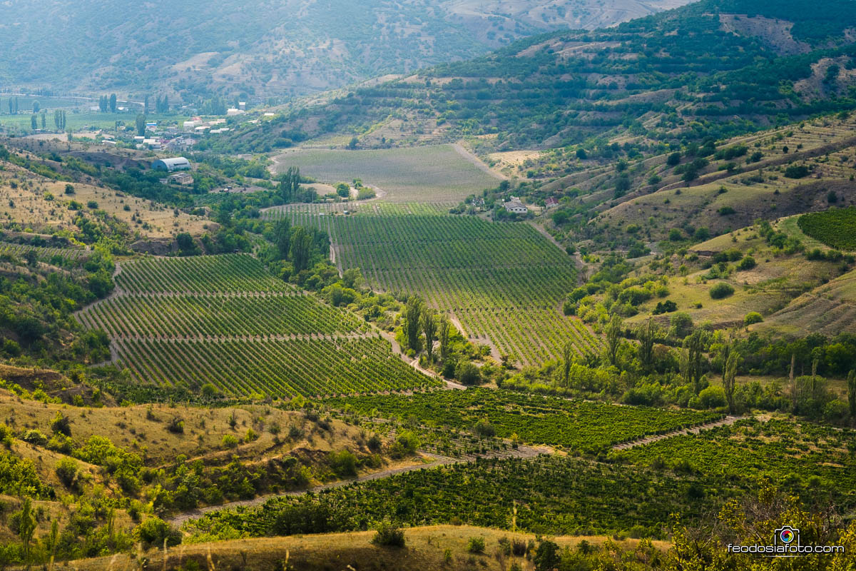 фотография виноградников в горной долине Крыма