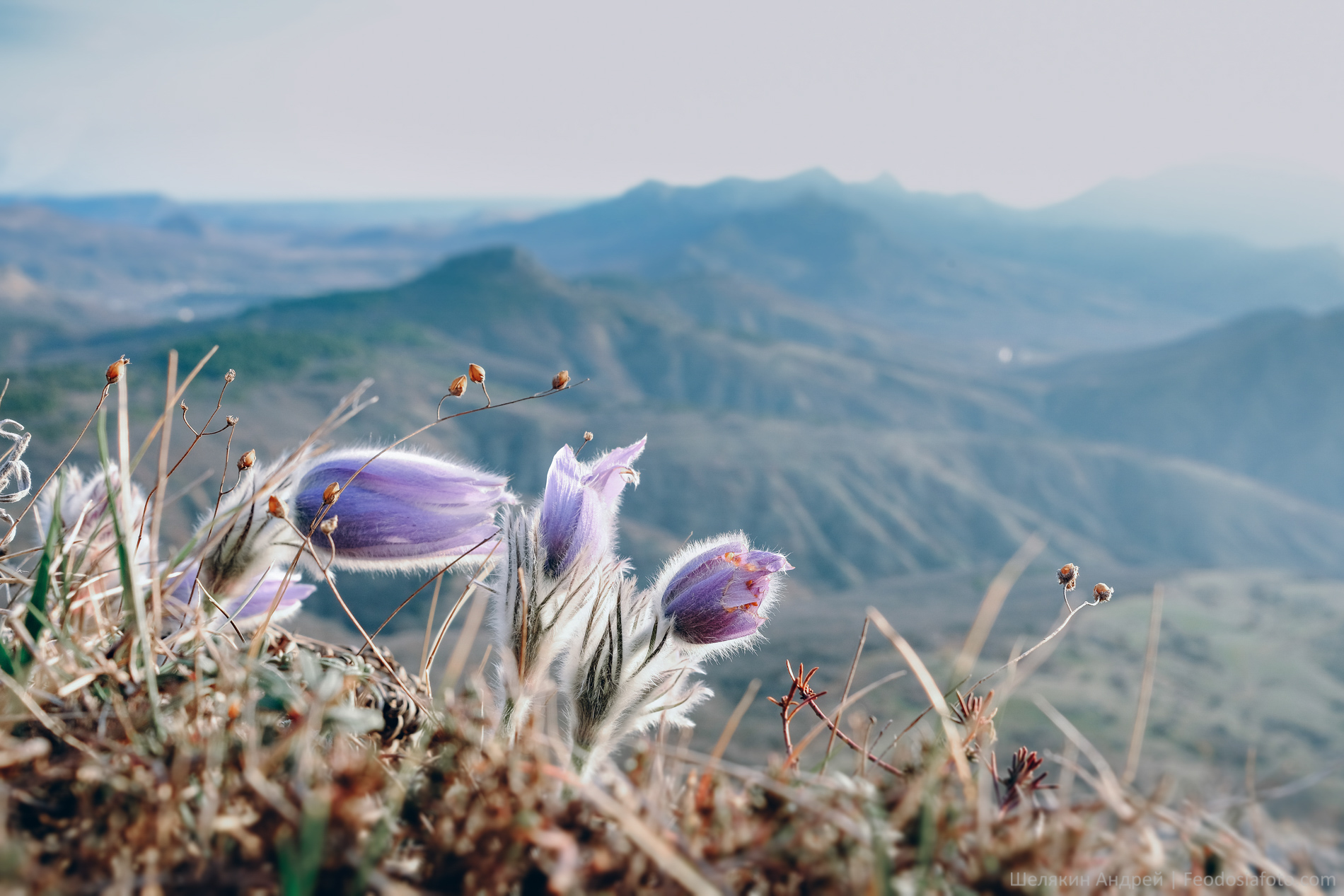 Крым фото цветы